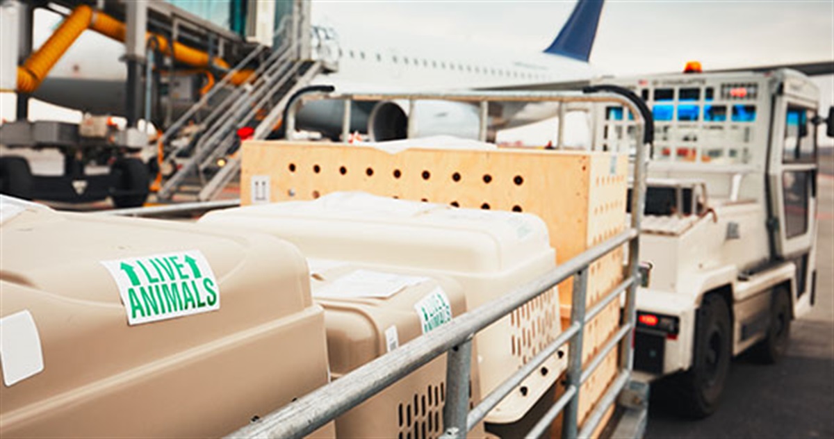 Freight and Animals Rockhampton Airport